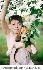 Boy and dog (beagle puppy) playing with Blossoming branch in springtime with falling petals