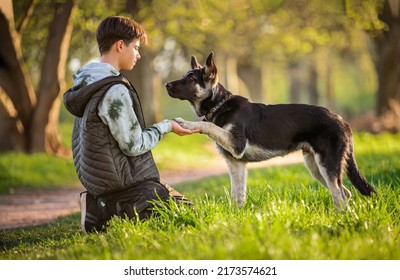 boy with a dog walks in the park on a sunny spring evening, sits on the grass, the dog obeys the order give a paw. Friendship of man and animal, healthy lifestyle. - Powered by Shutterstock