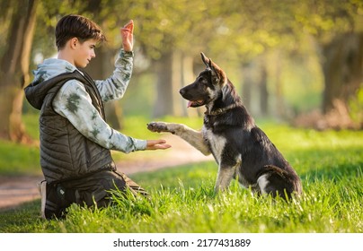 boy with a dog walks in the park on a sunny spring evening, sits on the grass, the dog obeys the order give a paw. Friendship of man and animal, healthy lifestyle. - Powered by Shutterstock