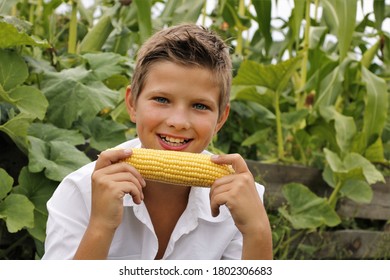 Boy eats corn in summer in nature and in autumn