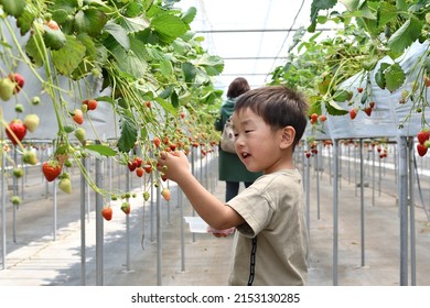 A boy enjoying strawberry picking on a trip - Powered by Shutterstock