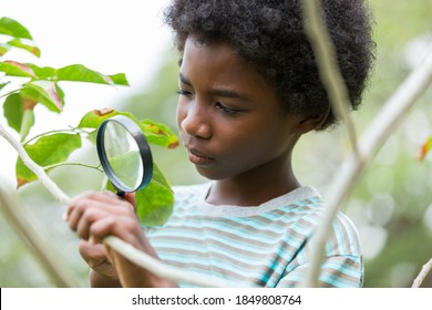 Boy Exploring Nature Through Magnifying Glass Outdoor. Education, Field Trips, Researcher And Discovery Concept