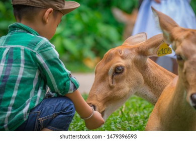 A boy feeding a deer in the zoo. Lifestyle concept.