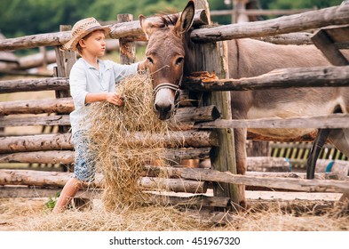 Boy Feeding A Donkey With Hay On The Farm