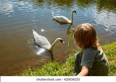 Boy Feeding Swans