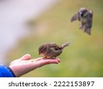 The boy feeds the birds with seeds from his hand. Sparrow eats seeds from the boy