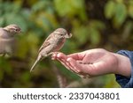 The boy feeds the birds with seeds from his hand. Sparrow eats seeds from the boy