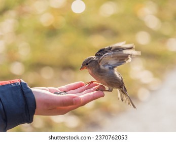 The boy feeds the birds with seeds from his hand. Sparrow eats seeds from the boy's hand The Sparrow sits on boy's hand. - Powered by Shutterstock