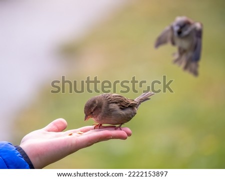 The boy feeds the birds with seeds from his hand. Sparrow eats seeds from the boy's hand The Sparrow sits on boy's hand.