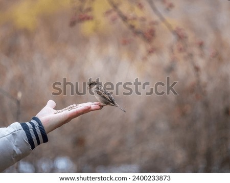 The boy feeds the birds with seeds from his hand. Sparrow eats seeds from the boy's hand The Sparrow sits on boy's hand.