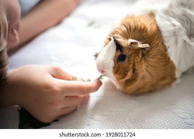 boy feeds guinea pig out of hands. manual animal eats from human hands. child takes care and plays with pet