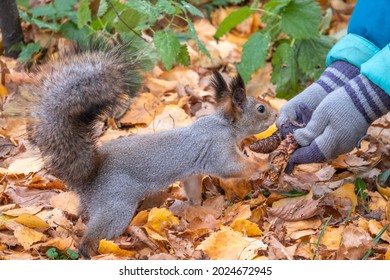 The boy feeds a squirrel with nuts from a hand in the wood. Wild animal. Autumn forest.