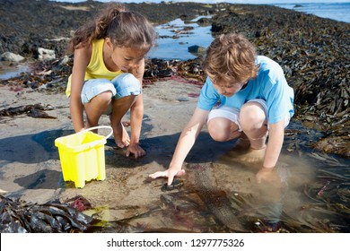 Boy and girl exploring in rock pool on summer beach vacation - Powered by Shutterstock