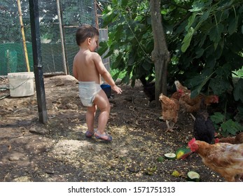 A Boy Giving Food To Some Chickens.