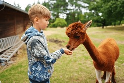 Boy Is Giving Vegetables To Brown Alpaca In The Farm