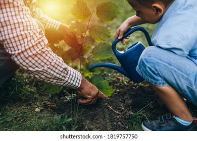 boy with his grandfather planting a tree in the city park - Powered by Shutterstock