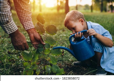 Boy With His Grandfather Planting A Tree In The City Park