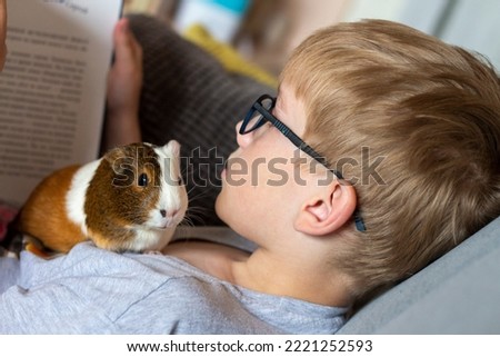 A boy with his guinea pig. A boy hugs a guinea pig. A child plays with the pet at home. Pet care.