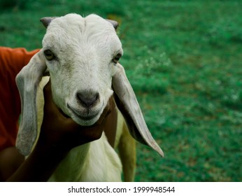 Boy Holded Baby Goat Face For Presenting Natural Animal Lifestyle Concept.