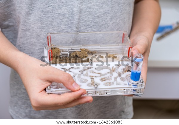 A boy holding an acrillic ant farm,\
formicarium in hands, research model of ant\
colony.