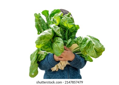 Boy Holding A Bunch Of Chard Collected In An Urban Garden. Healthy Eating For Kids Concept