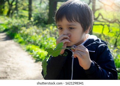 A Boy Holding Green Leaf, Child Feeling Itchy On His Nose While Walking In The Park On Spring Or Summer, Kid Scratching His Nose While Playing Outdoor, Children Has Reflection Or Hay Fever 