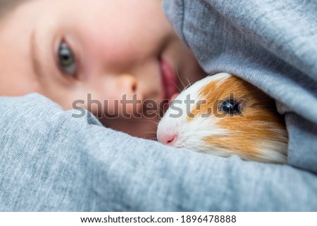 Boy holding a guinea pig. A child hugs a guinea pig. Pet care concept.