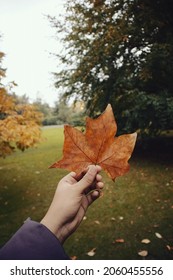 Boy Holding Maple  Leave In The Autumn Or Fall Season