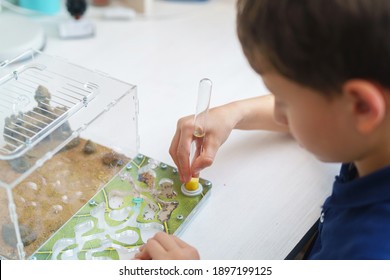 Boy With Interest Prepares A Test Tube Of Water For The Formicarium, An Ant Farm With Reaper Ants, Standing On The Desk. A Child Holds An Acrylic Ant Farm, A Research Model Of An Ant Colony.