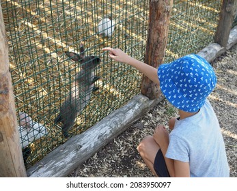 Boy kneeling outdoors next to a rabbit pen. He is trying to pet the rabbits by putting their fingers through the holes in the fence