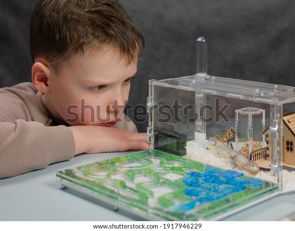 Boy looking at harvester ants\
in ant farm. Observation of ants behaviors. Domestic\
insects