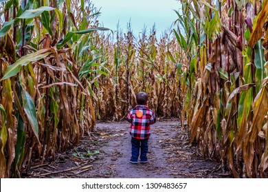 Boy Lost In A Spooky Corn Maze Filled With Autumn Colors.  Halloween Fun At A Farm.