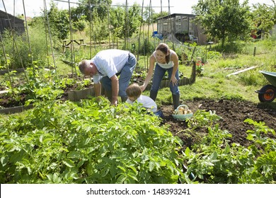 Boy With Mother And Grandfather Gardening Together In Community Garden