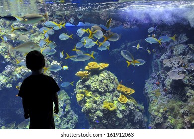 Boy Near An Aquarium With Fishes