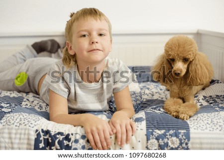 Similar – Image, Stock Photo cute brown toy poodle dog standing at sunset by countryside. Fun, sports and pets outdoors