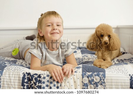 Similar – Image, Stock Photo cute brown toy poodle dog standing at sunset by countryside. Fun, sports and pets outdoors