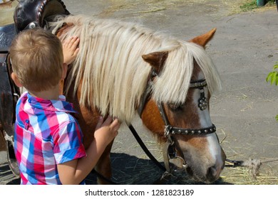 Boy Petting Horse Pony White Mane