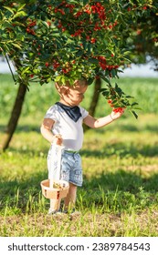 Boy picking cherry on a fruit farm. 