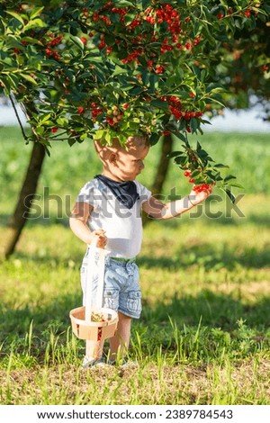 Boy picking cherry on a fruit farm. 