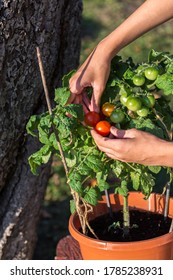 Boy picking tomatoes from the tomato bush, teenager growing tomato plant in the pot, hobby and leisure time concept - Shutterstock ID 1785238931