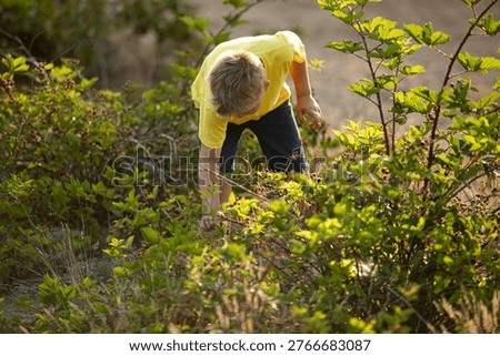 BOY PICKING WILD CRANBERRIES IN THE SUMMER FOREST, KID LIVING WITH NATURE, SUMMER VACATION HEALTHY LIVING, WILD FOREST BERRIES HARVESTED BY A BOY, BEAUTY OF SUMMER WOODS NATURE