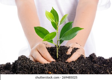 Boy planting young plant into the soil on white background