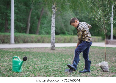 Boy Planting Young Tree In Autumn In A Rubber Boots. Autumn Yard Work.