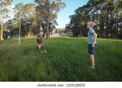 Boy Playing Catch With Bulldog On Farm