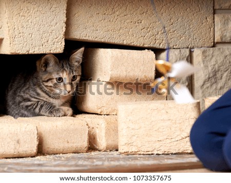 Boy is playing with kitten. Cat is chasing ribbon with bow.