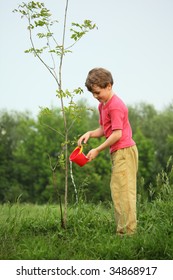 boy pours on seedling of tree