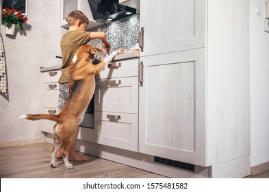 Boy preparing omelette for himself but beagle dog carefully watching for him. It standing rear legs and following a boy's movements.
