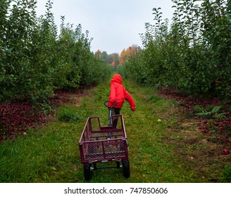 Boy Pulling Wagon In Apple Orchard