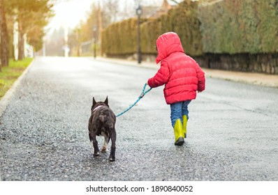 Boy In Red Coat And Bulldog Dog Tied To His Leash Running In The Rain. Background With Vanishing Point Road. Friendship Concept.