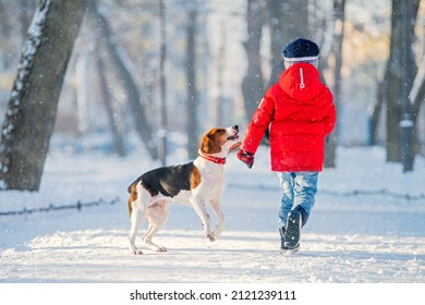 Boy in red jacket and american beagle dog running through snow on camera together in park in winter